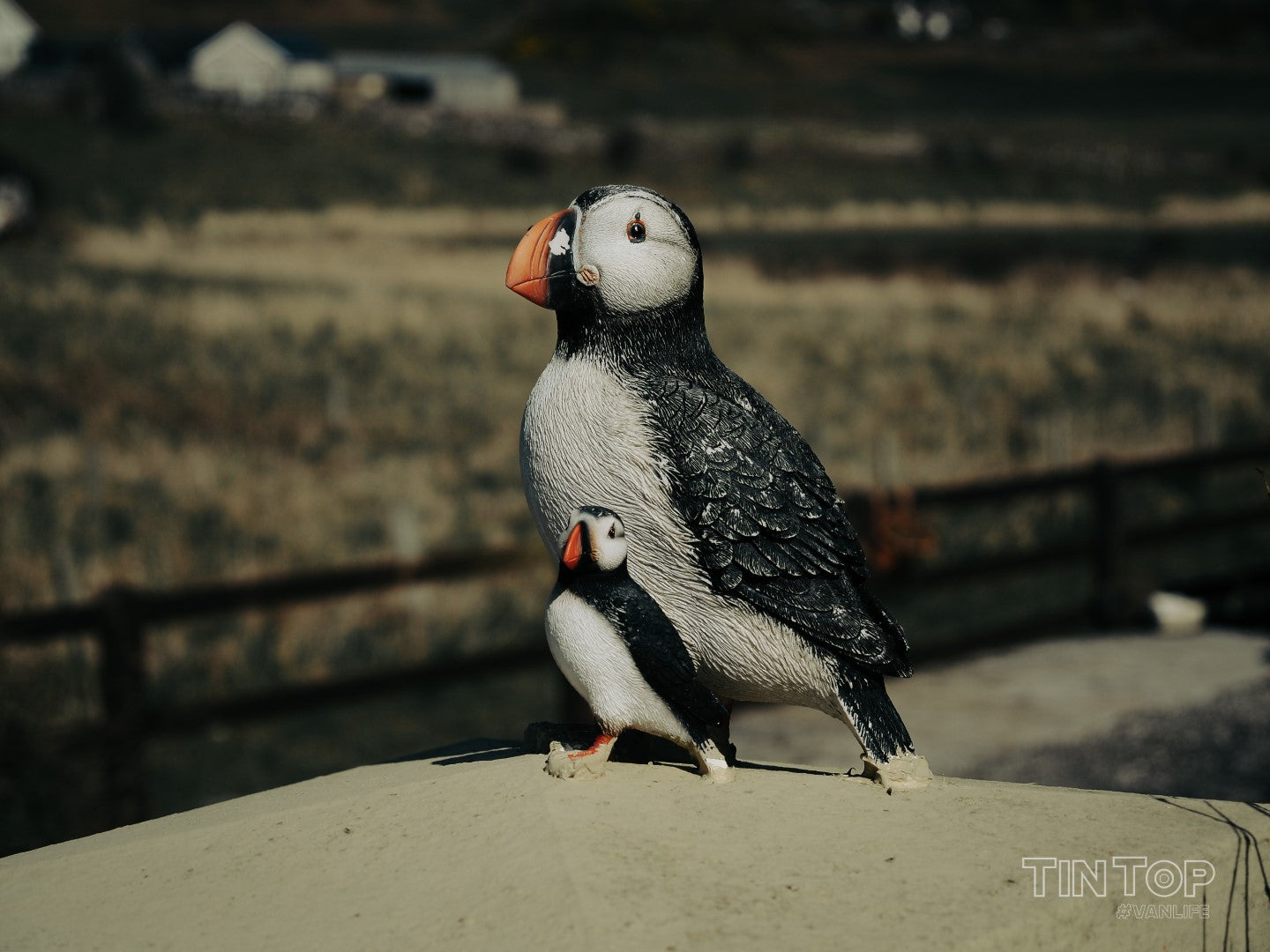 Puffins on Rathlin Island