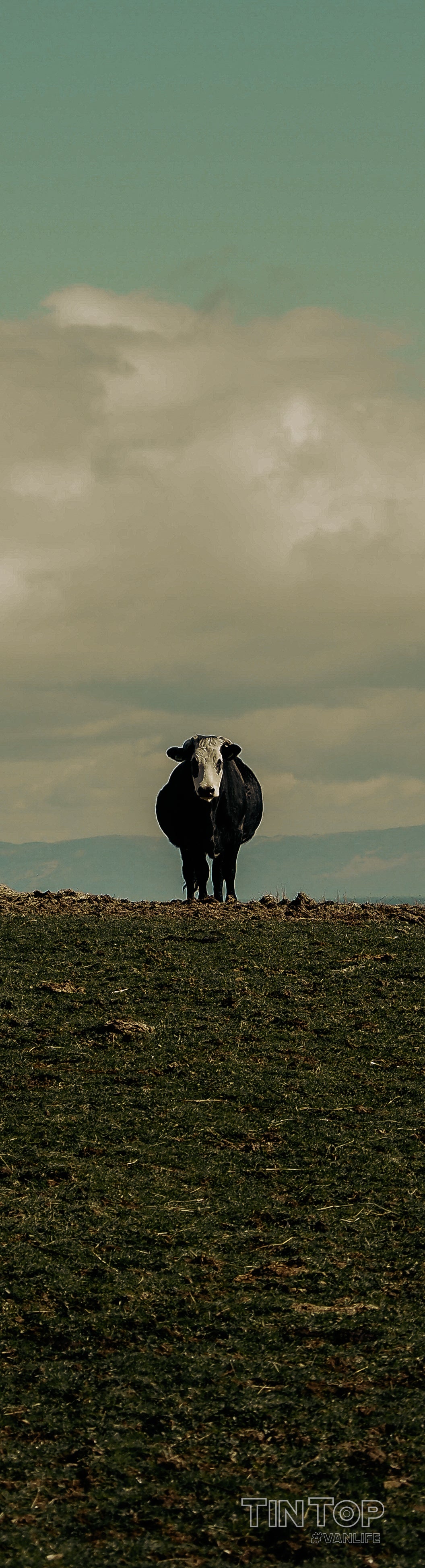 Cattle on Rathlin Island